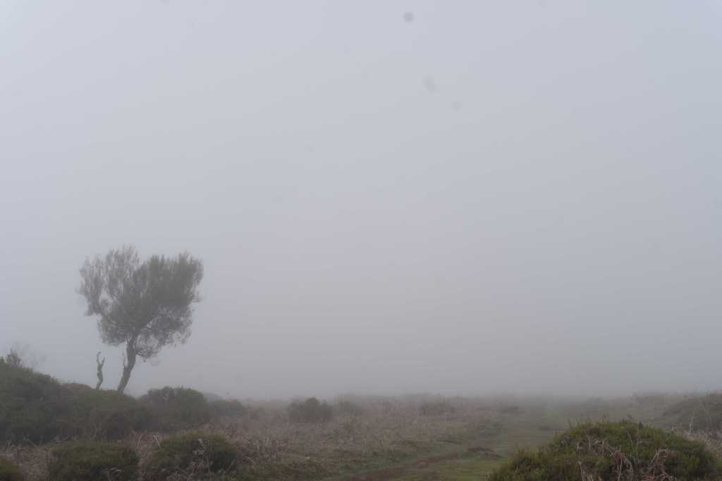 Misty landscape with a lone, wind-shaped tree on a grassy field.
