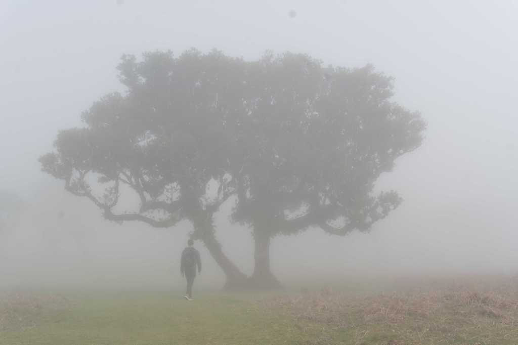 Person walking through the fog towards an ancient tree with a wide canopy.