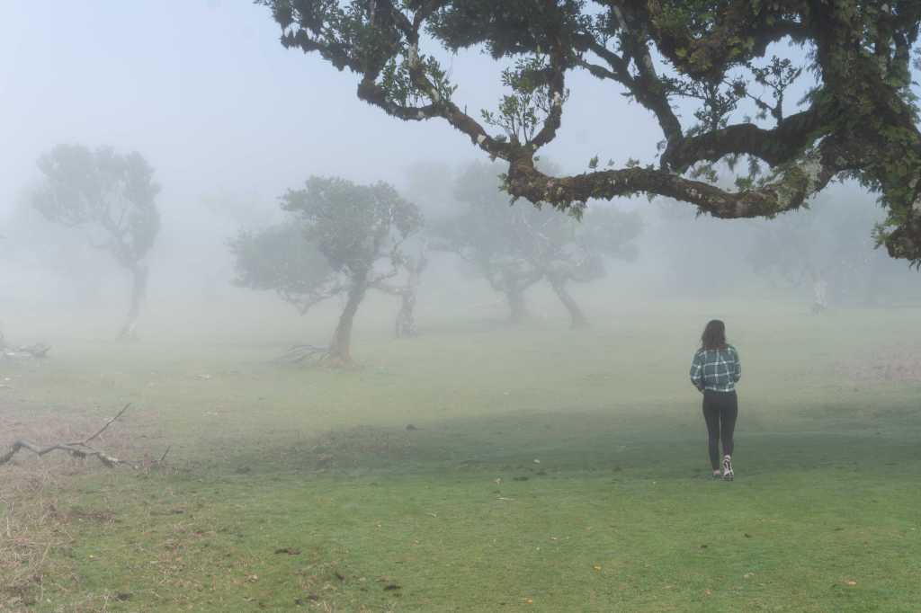 Person in a checkered shirt walking through a foggy landscape with gnarled trees.

