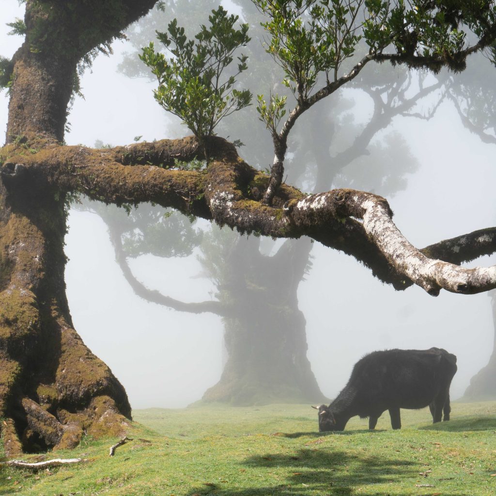 Madeira, Portugal – Fanal Forest: Madeira’s Misty&nbsp;Forest