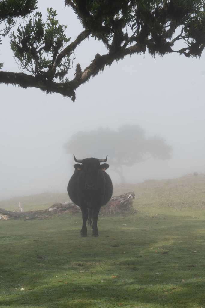 Black cow with horns standing on a green meadow in dense fog.